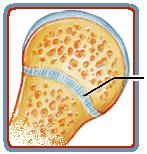 Synchondrosis joint (epiphyseal plate)