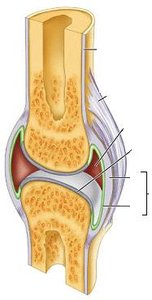 Structure of a synovial joint