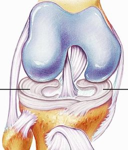 Menisci in the knee joint