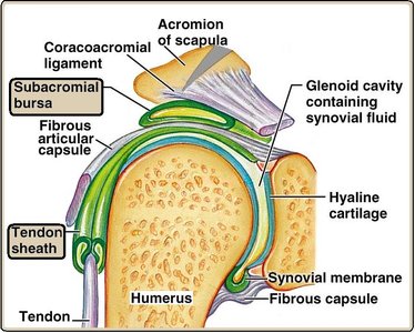 Shoulder joint with bursa, tendon sheath, and tendon