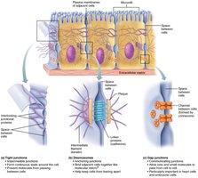 Types of cell junctions: tight junctions, desmosomes, gap junctions