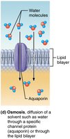 Osmosis through aquaporins