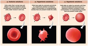 Effects of isotonic, hypertonic, and hypotonic solutions on red blood cells
