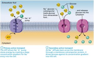 Primary and secondary active transport mechanisms