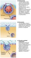 Types of endocytosis: phagocytosis, pinocytosis, receptor-mediated