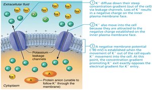 Establishment of resting membrane potential