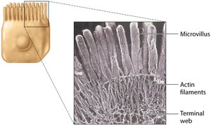 Microvilli structure