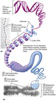 Chromatin structure and condensation