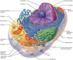 Diagram of a generalized animal cell with labeled organelles