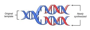 Stages of mitosis