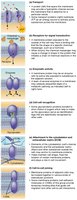 Functions of membrane proteins