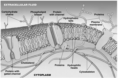 Structure of the plasma membrane showing phospholipid bilayer, proteins, and carbohydrates