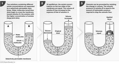 Osmosis across a selectively permeable membrane
