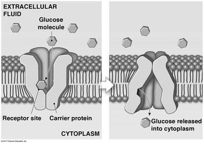Facilitated diffusion of glucose via a carrier protein