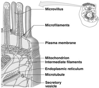 Structure of microvilli and associated organelles