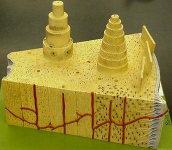 Bone histology model showing osteons and lamellae
