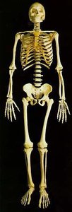 Long bone (femur)