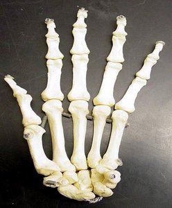 Carpal bone