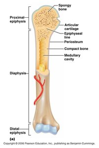 Long bone labeled diagram