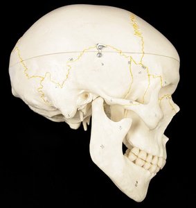 Squamousal and lambdoid sutures