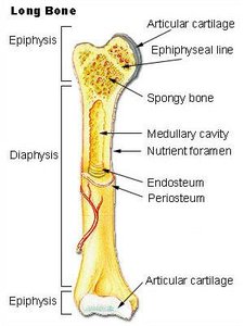 Long bone labeled diagram
