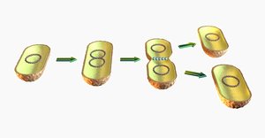 Binary fission process in bacteria