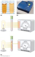 Spectrophotometer measuring turbidity of bacterial cultures