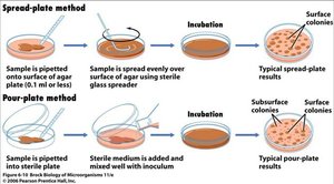 Spread plate and pour plate methods for counting bacteria
