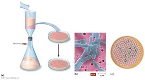 Membrane filtration method for bacterial counting