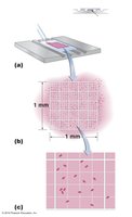 Microscopic cell counting using a hemocytometer