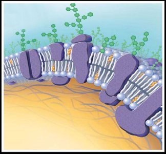 Diagram of the cell membrane
