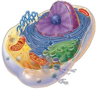 Diagram of the cell