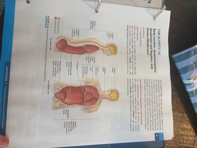 Body cavities and membranes diagram