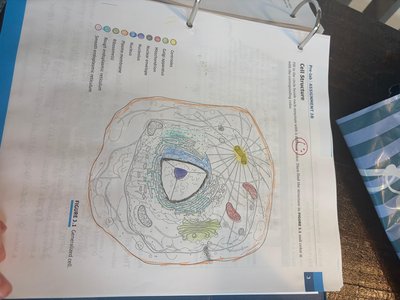 Labeled diagram of a cell with organelles