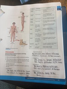 Anatomical position and directional terms chart