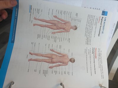 Labeled diagram of body regions