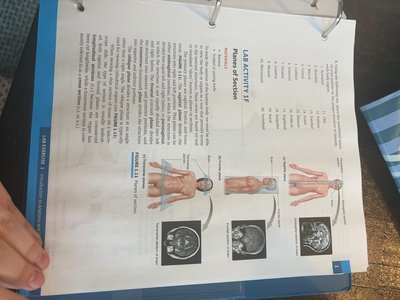 Body planes and sections diagrams