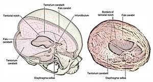 Dural folds in the cranial cavity