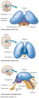 Structure of the diencephalon