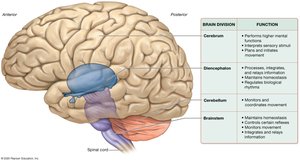 Lateral view of brain divisions