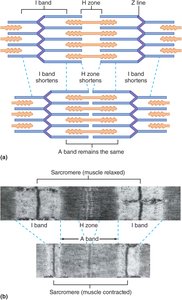 Diagram of sarcomere band changes during muscle contraction