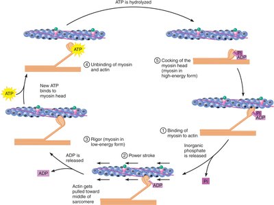 Diagram of the crossbridge cycle
