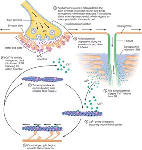 Diagram of excitation-contraction coupling at the neuromuscular junction