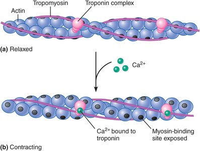 Diagram of troponin and tropomyosin regulation by calcium