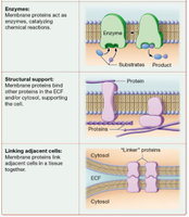 Membrane protein functions