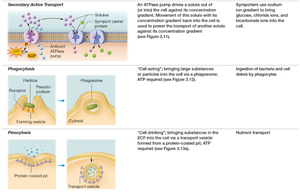 Vesicular transport mechanisms