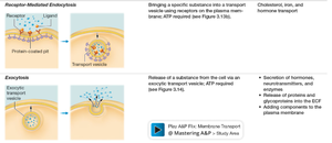 Endocytosis and exocytosis
