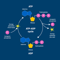 ATP-ADP cycle