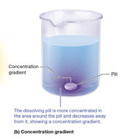 Concentration gradient in a beaker