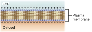 Resting membrane potential across the plasma membrane